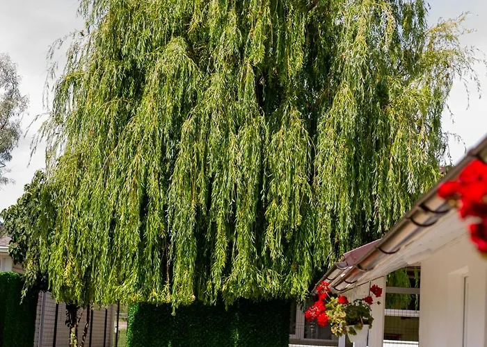 Mafmaf Tiny * Năvodari